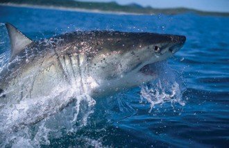 shark