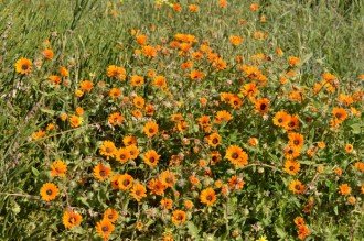 spring flowers