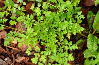 natural-healing-tips