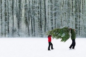 eco-friendly christmas tree ideas