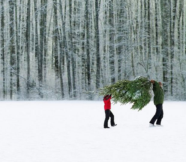6 More Eco-friendly Christmas Tree Ideas | Live Eco