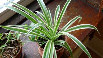 household plants that kill toxins