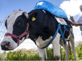 cow farts backpack