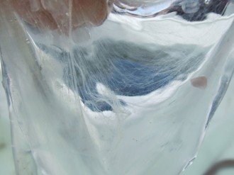 hagfish slime