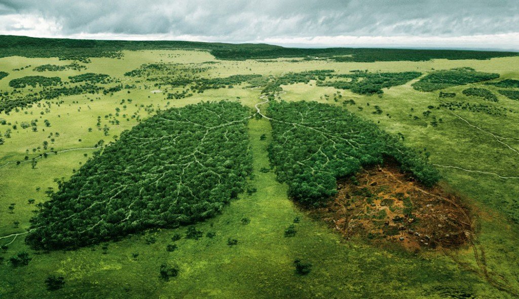 Is Our Food Causing Deforestation? Biology Diagrams