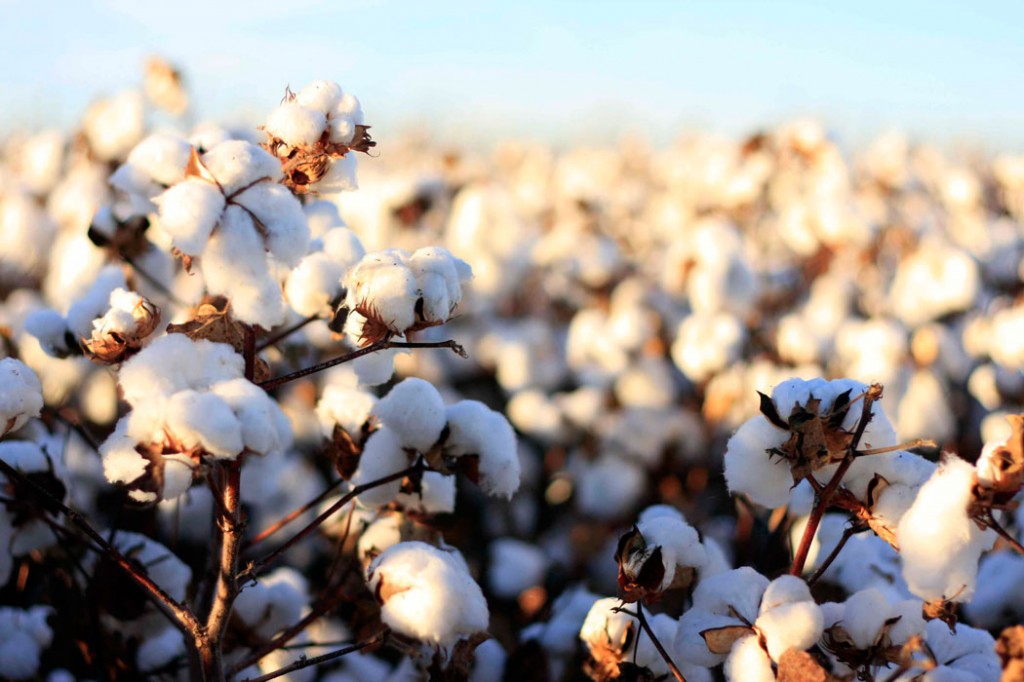 Organic Cotton Causes Less Environmental Damage than Conventional