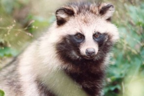 raccoon dogs fur