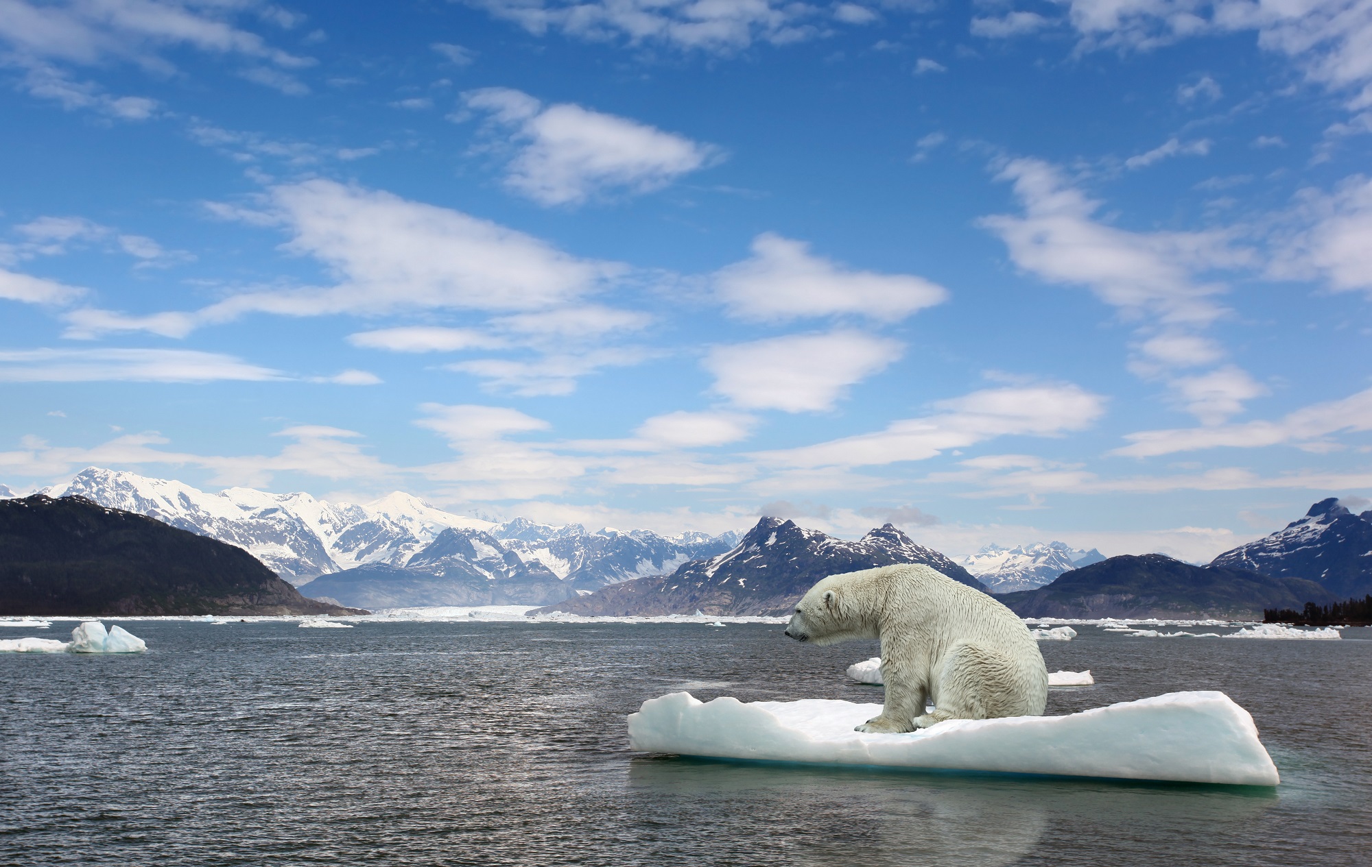 The great warming. Глобальное потепление медведи. Арктика медведи. Глобальное потепление белые медведи. Белый медведь на льдине.