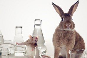 NZ-bans-animal-testing