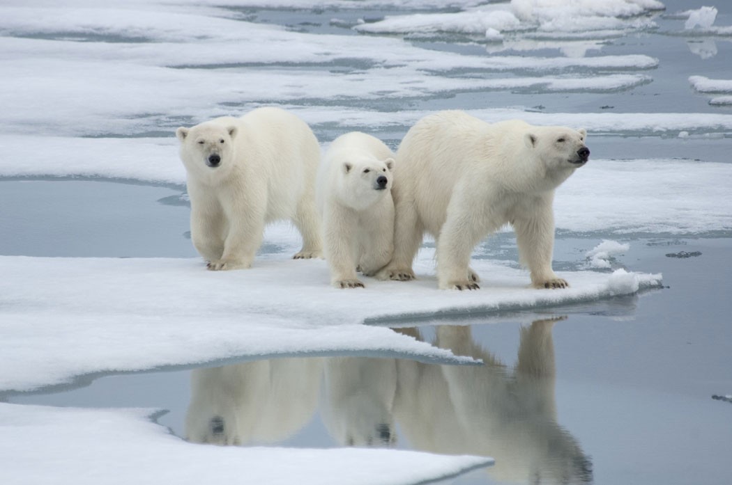 climate change polar bears