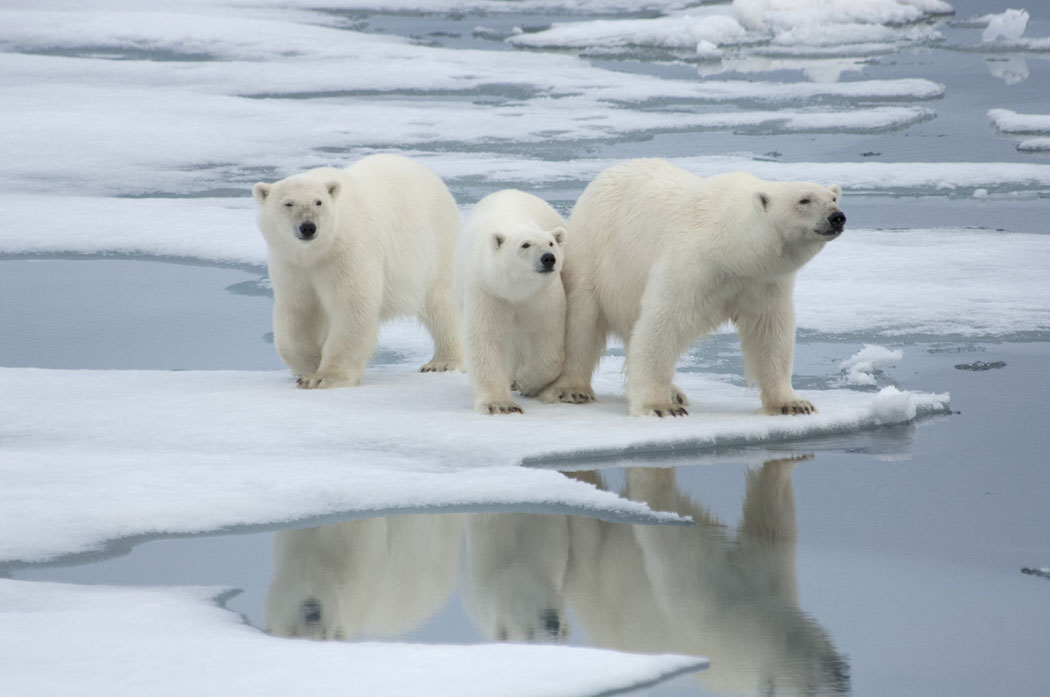 Глобальное потепление белые медведи. Комната с белый медведем. Белый медведь 2 метра. Белый медведь 2014. Where bears live