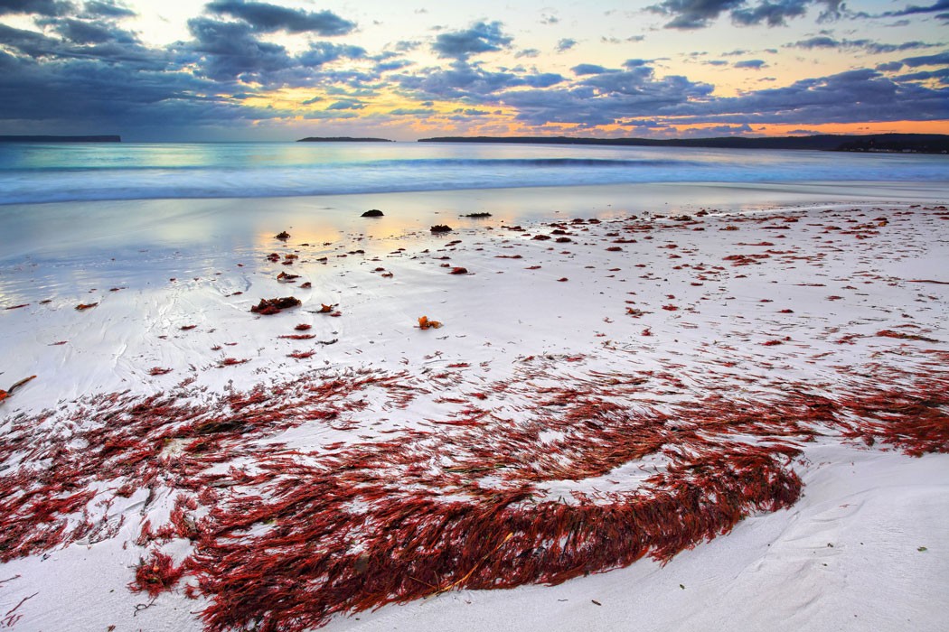 seaweed bacon