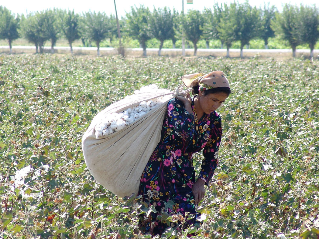 cotton slavery