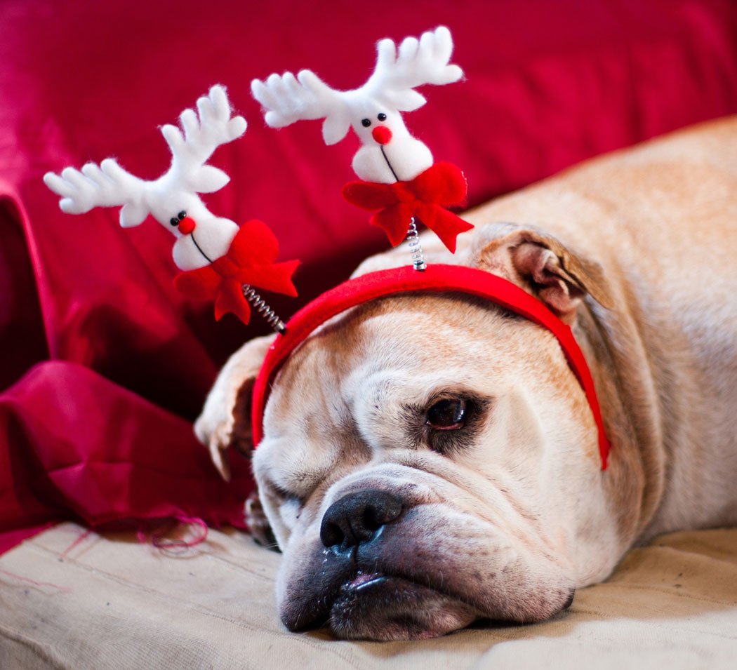 eco christmas tips