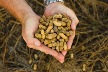 peanut-allergy-GMOs